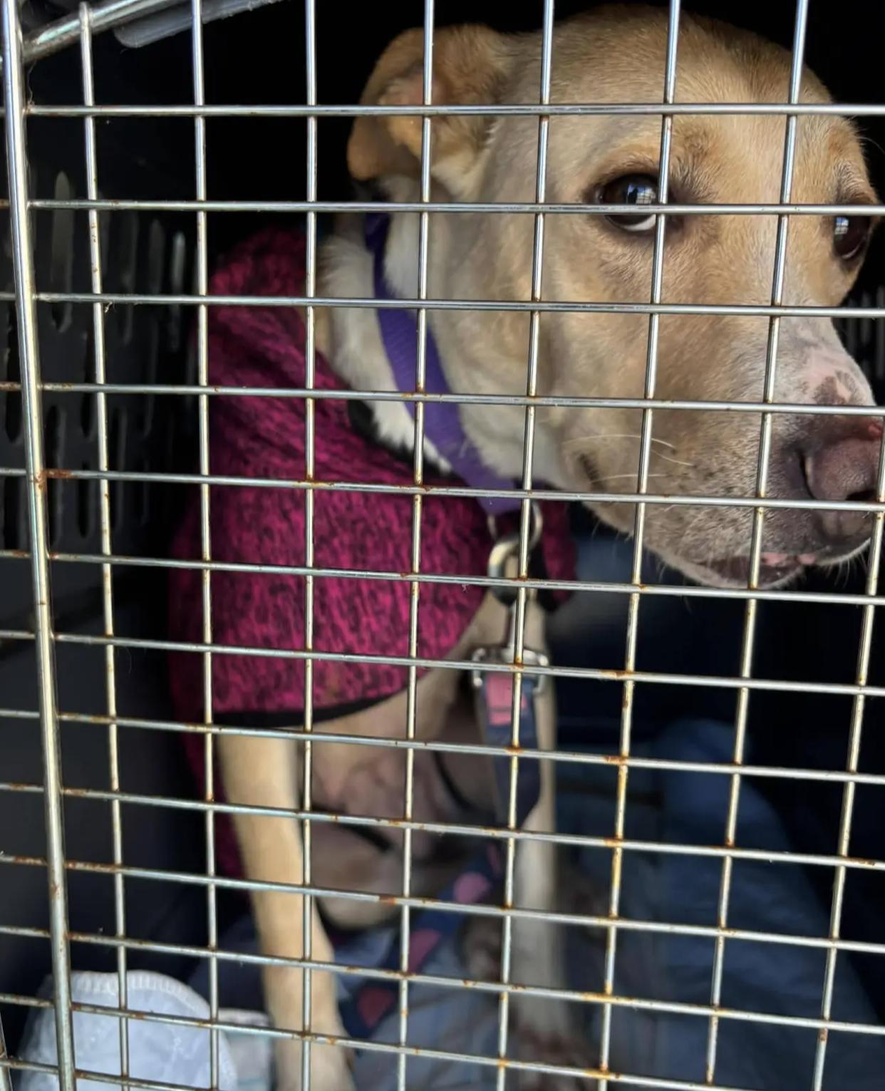 Eve, a ADOPTABLE mixed breed in Bethel, VT image 2/5