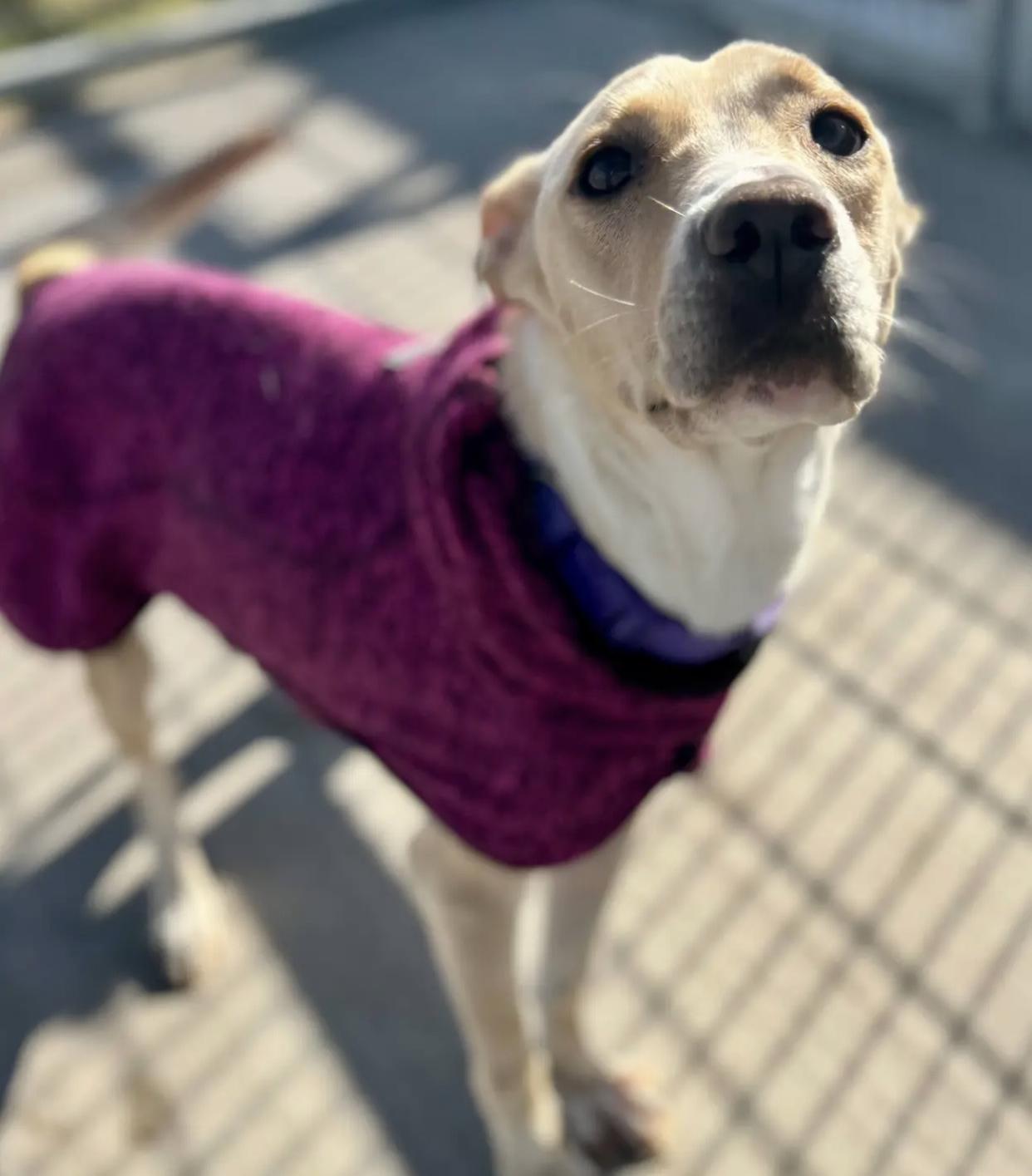 Eve, a ADOPTABLE mixed breed in Bethel, VT image 3/5