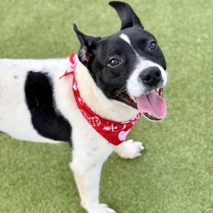 Enlarge Pete, a Adoptable mixed breed in Largo, FL image 1/2