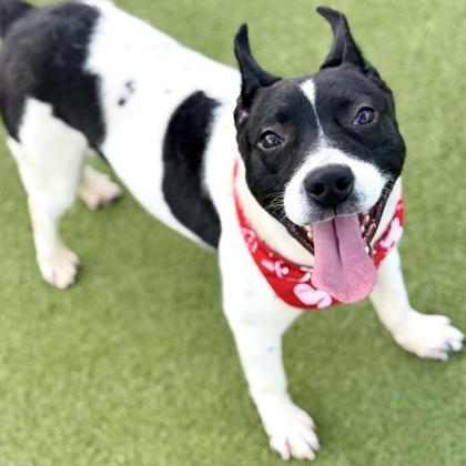 Enlarge Pete, a Adoptable mixed breed in Largo, FL image 2/2