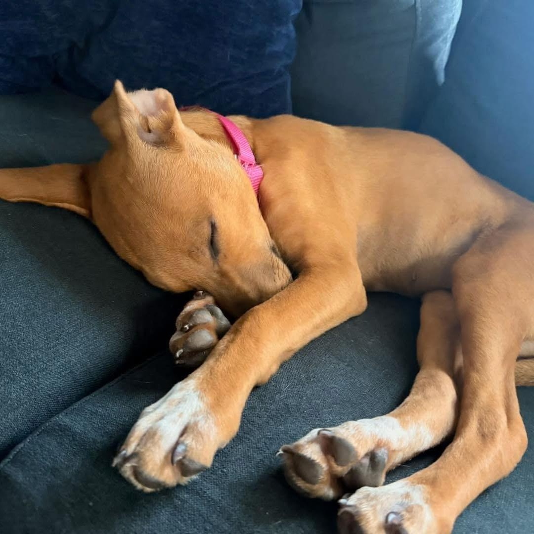 Darla, a ADOPTABLE Mixed Breed in Yaphank, NY image 3/4