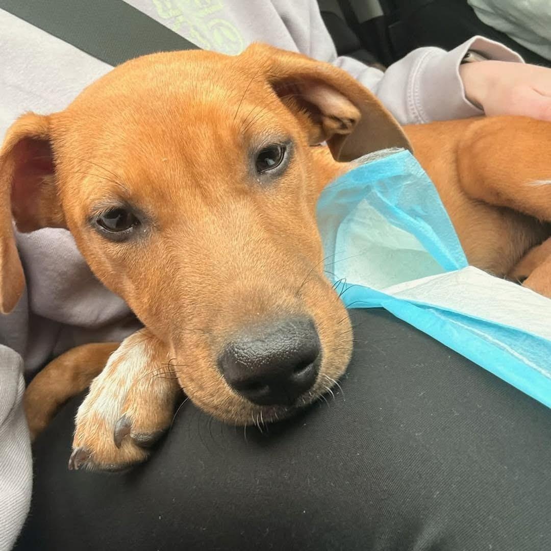 Darla, a ADOPTABLE Mixed Breed in Yaphank, NY image 2/4
