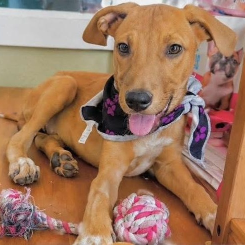 Darla, a ADOPTABLE Mixed Breed in Yaphank, NY image 1/4