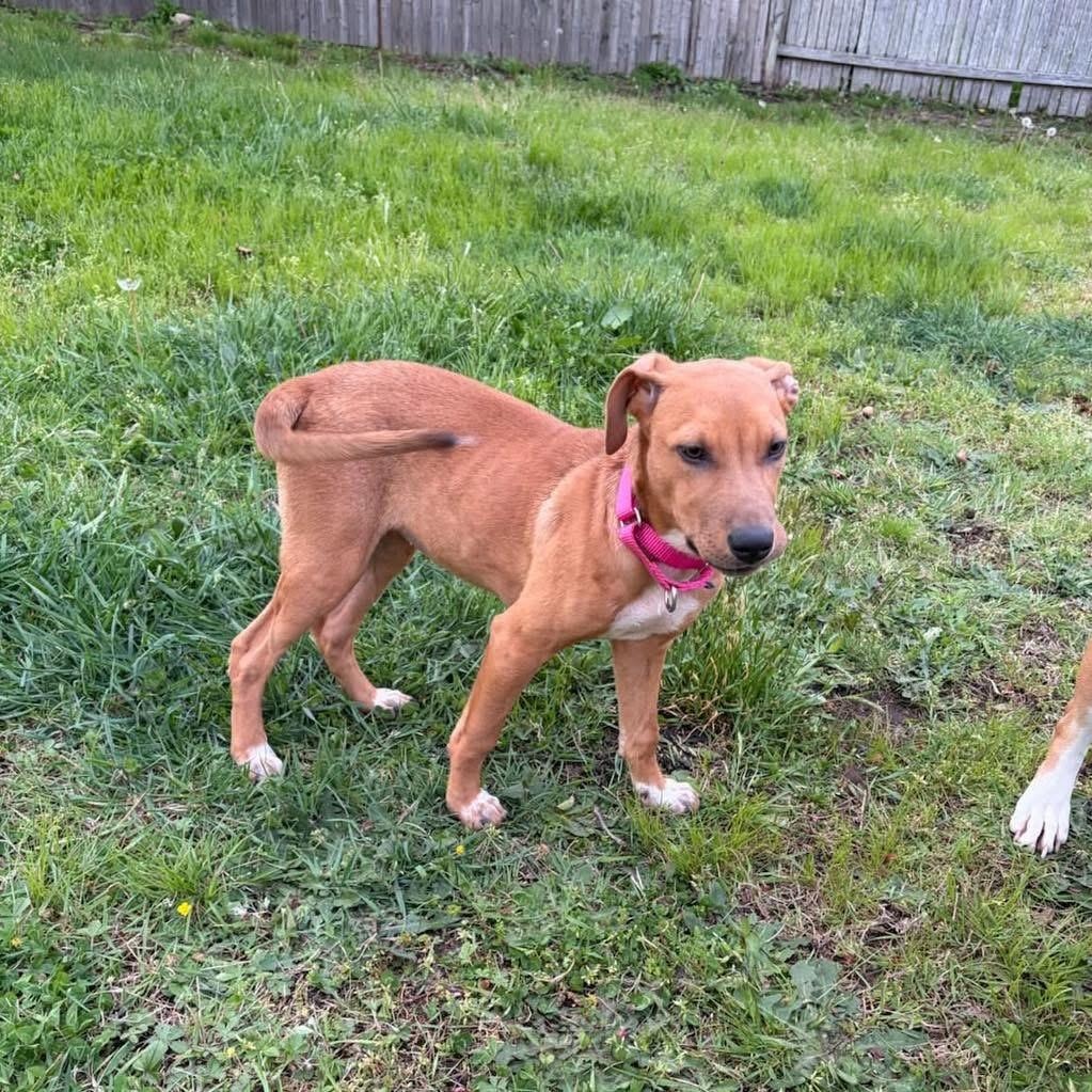 Darla, a ADOPTABLE Mixed Breed in Yaphank, NY image 4/4