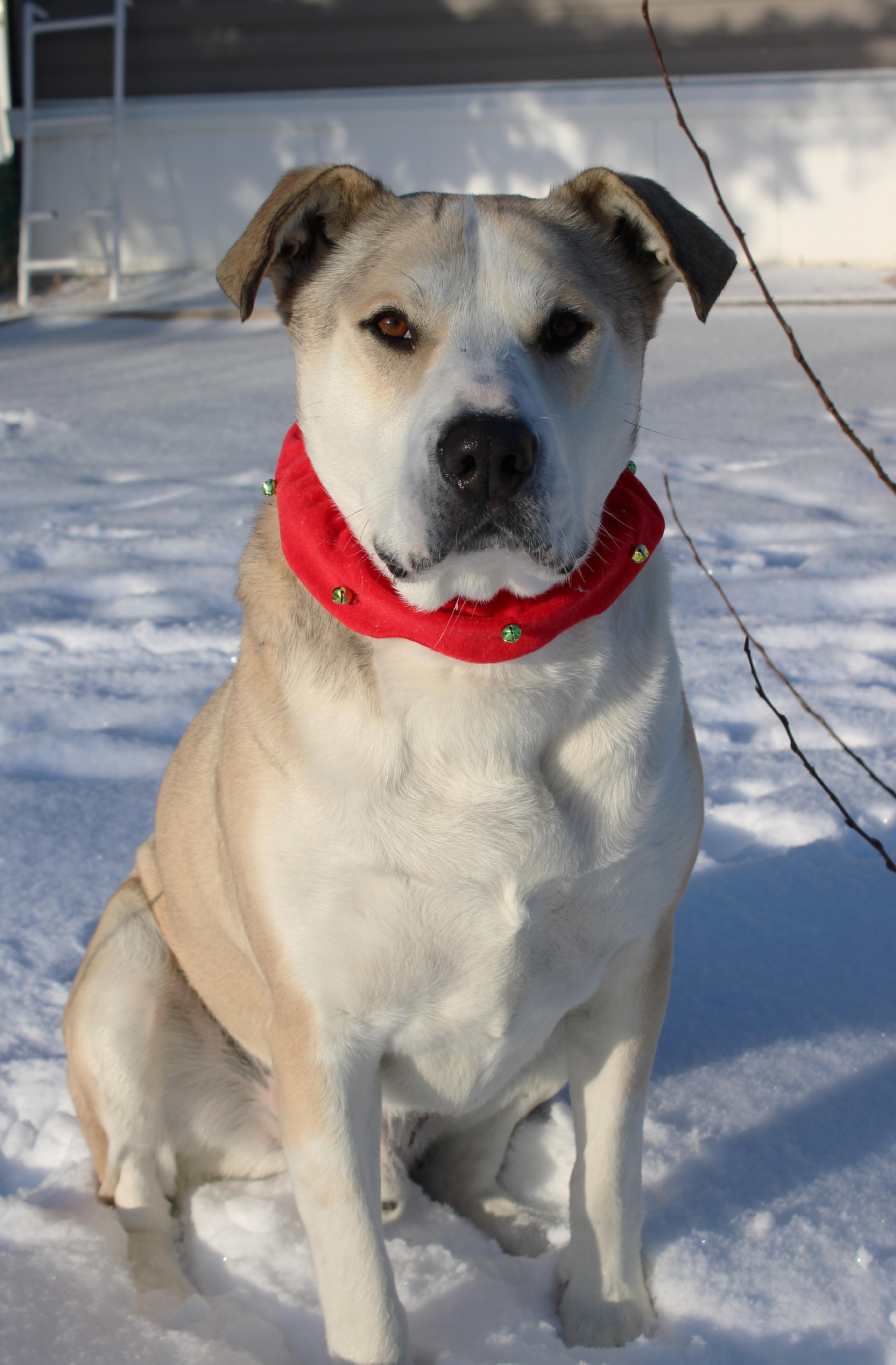 Sam, a Adoptable mixed breed in Saskatoon, SK image 1/6