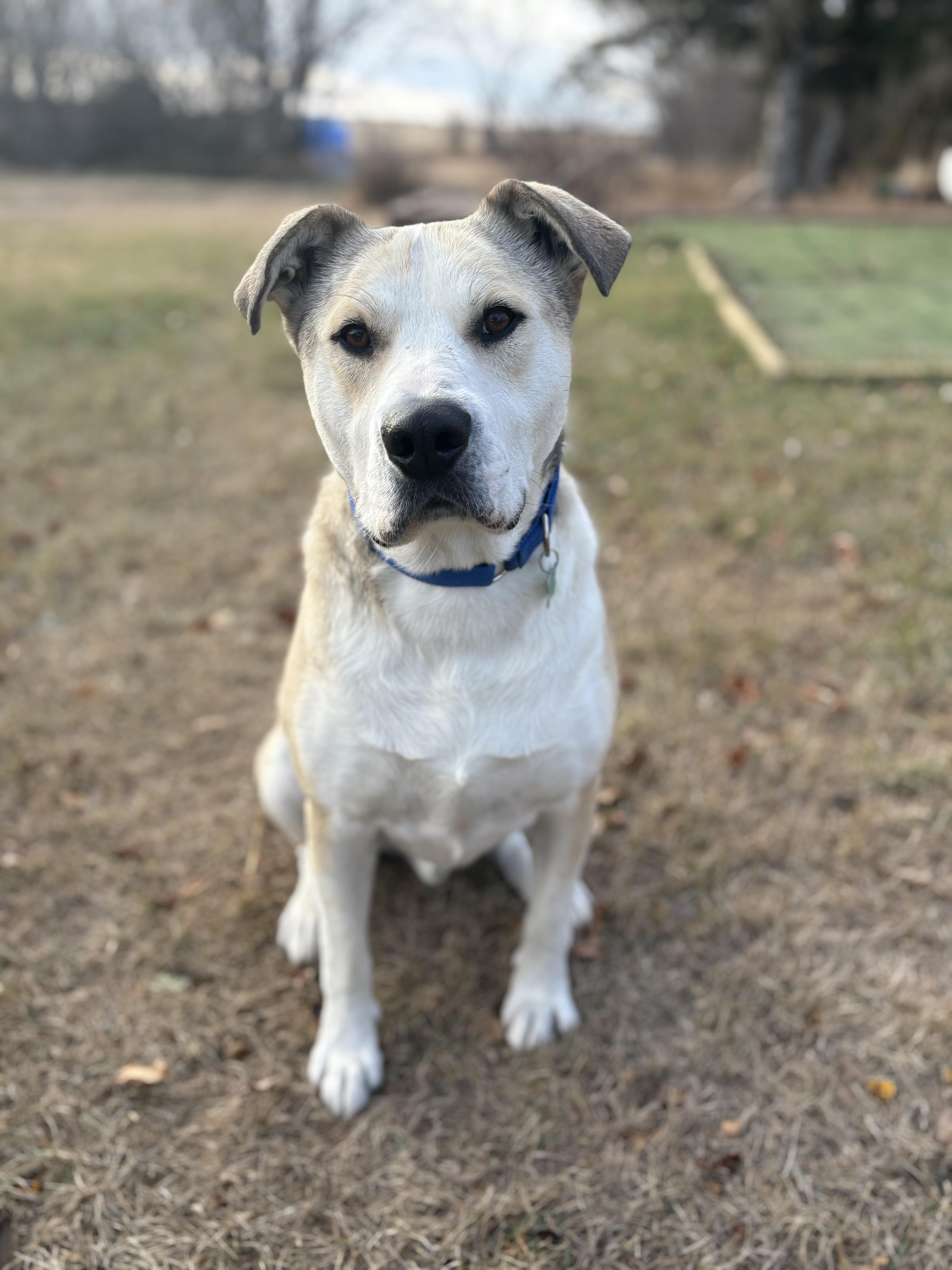Sam, Adoptable, Adult Male Mixed Breed.