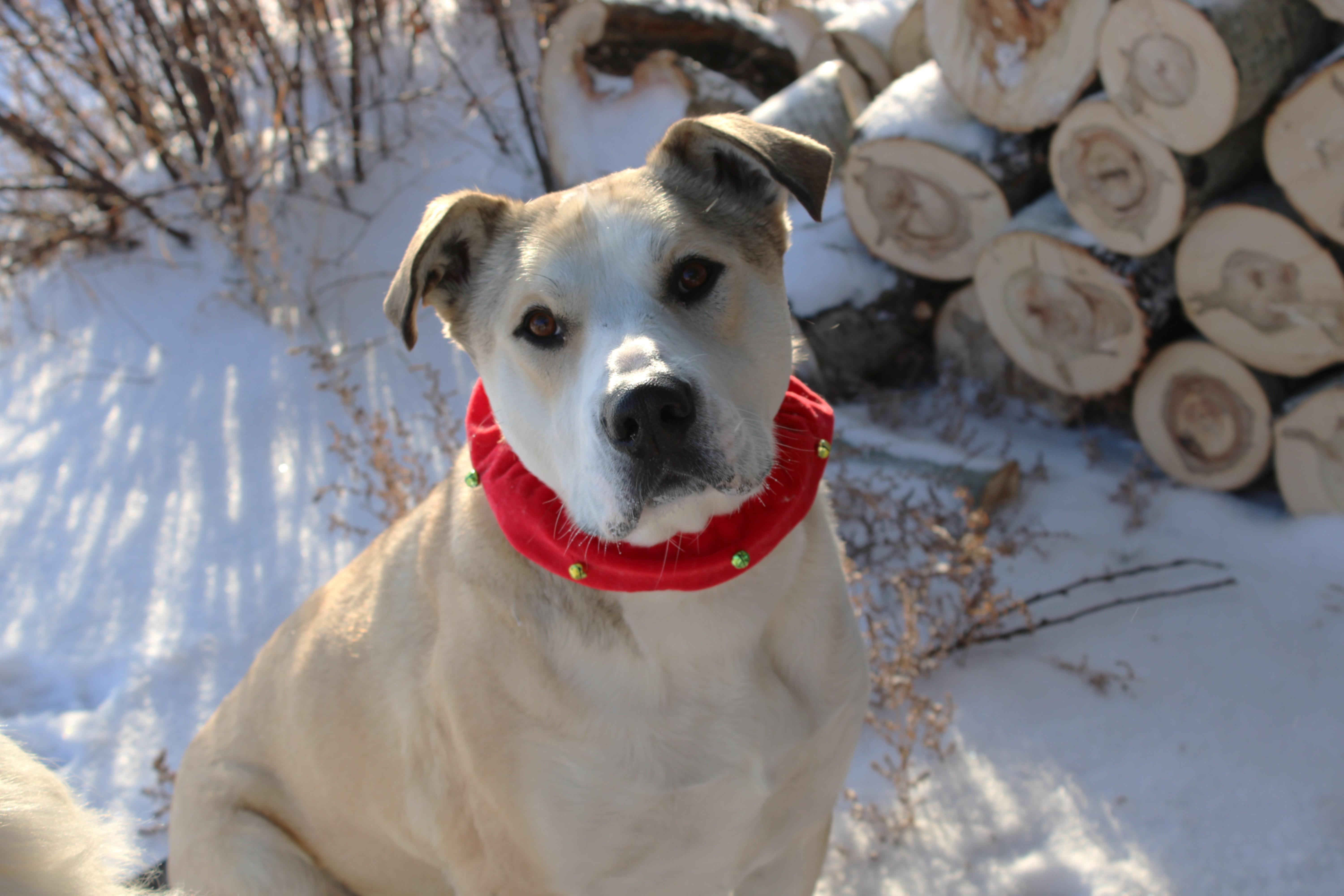 Sam, a Adoptable mixed breed in Saskatoon, SK image 2/6