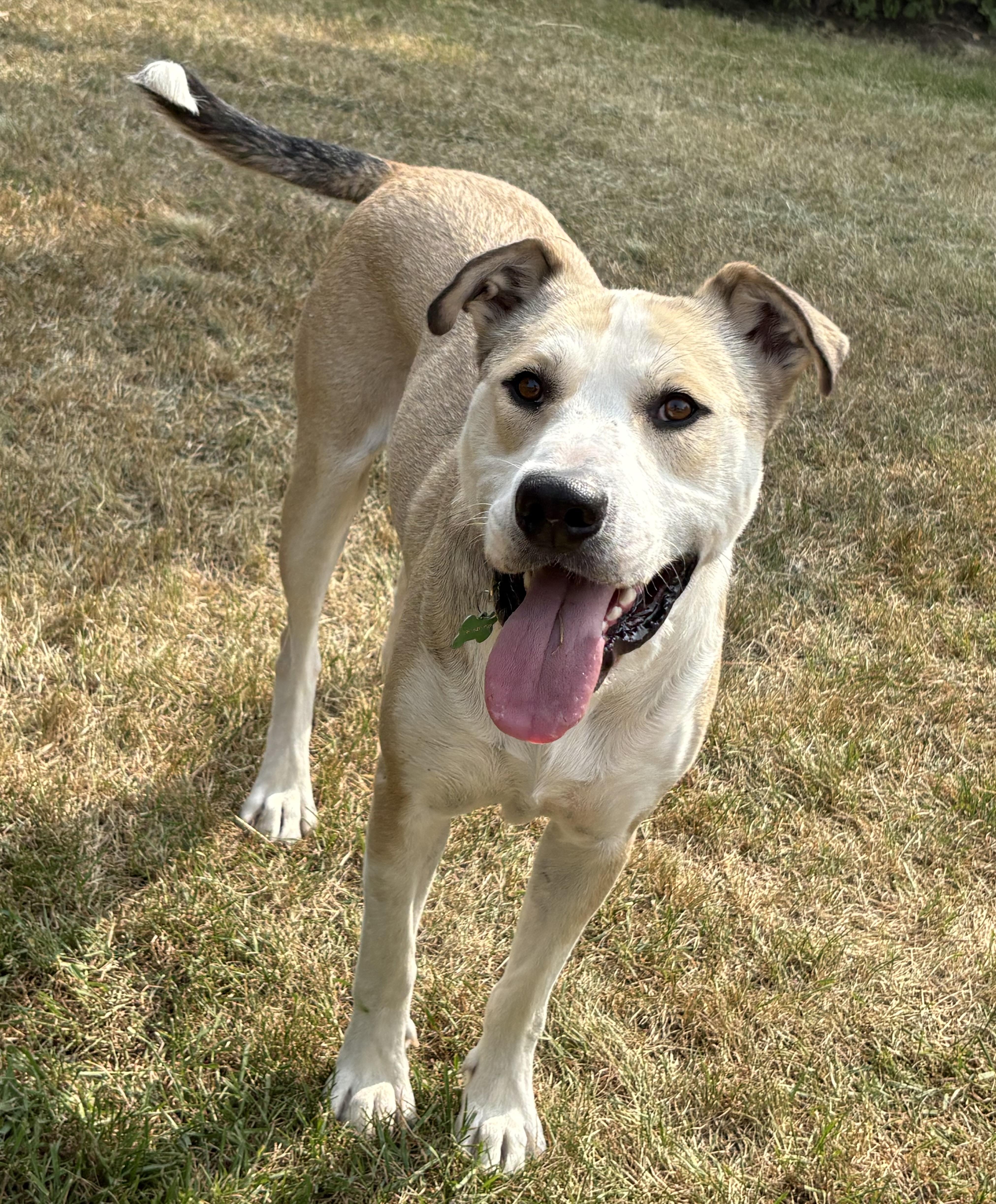 Sam, Adoptable, Adult Male Mixed Breed.