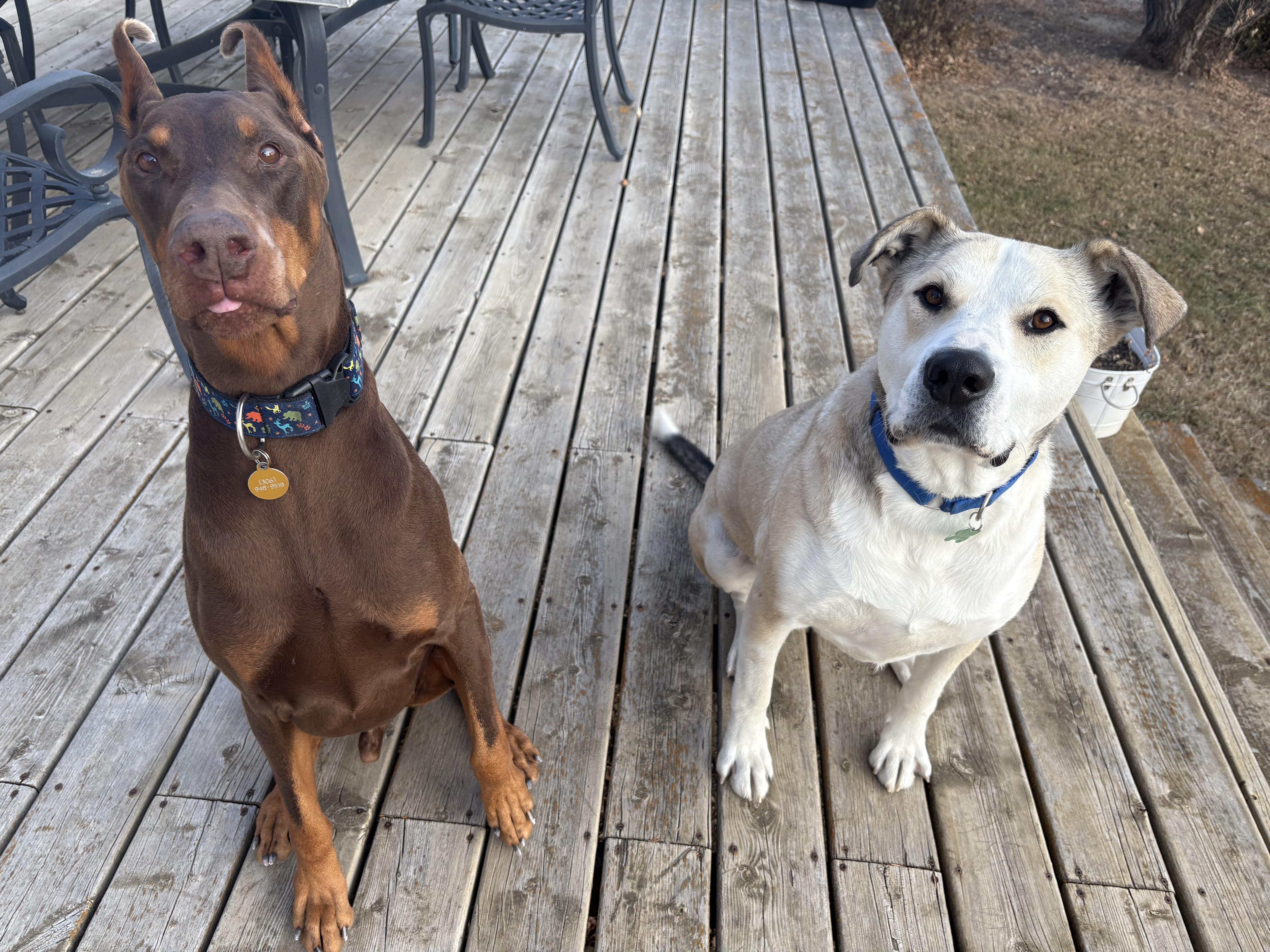 Sam, a Adoptable mixed breed in Saskatoon, SK image 6/6