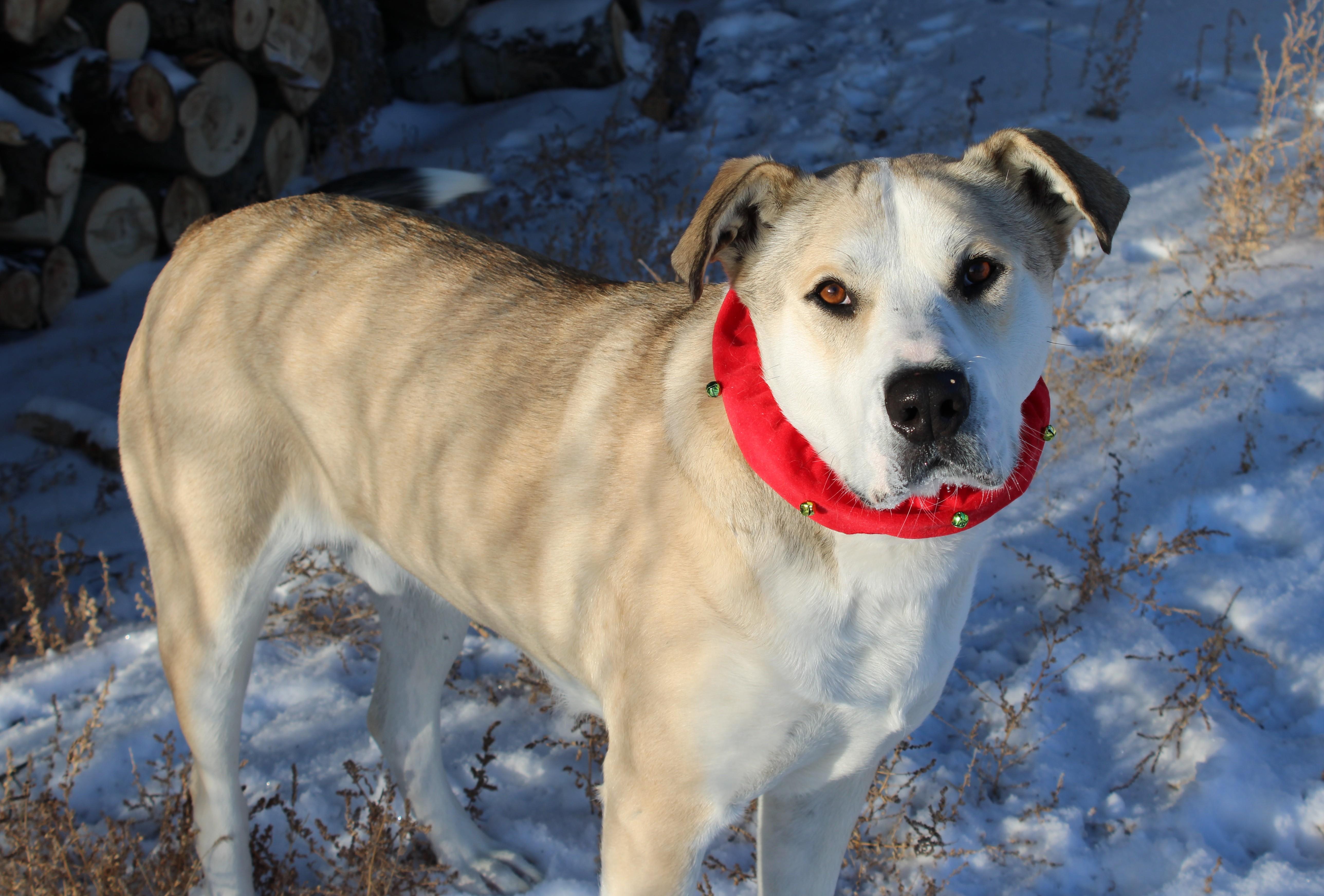 Sam, a Adoptable mixed breed in Saskatoon, SK image 3/6