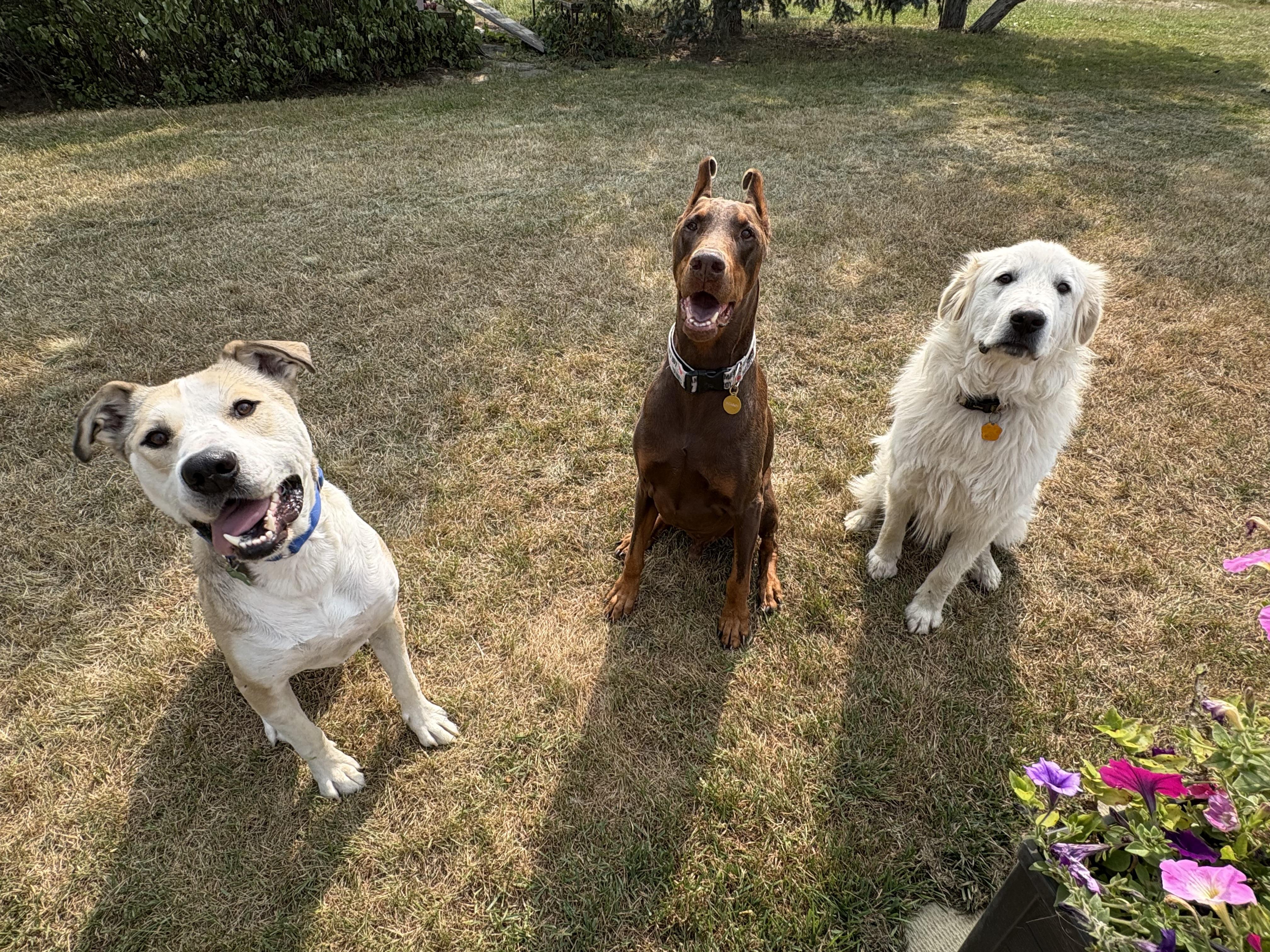 Sam, a Adoptable mixed breed in Saskatoon, SK image 5/6