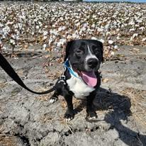 Otis, a Adoptable mixed breed in Port Lavaca, TX image 6/6