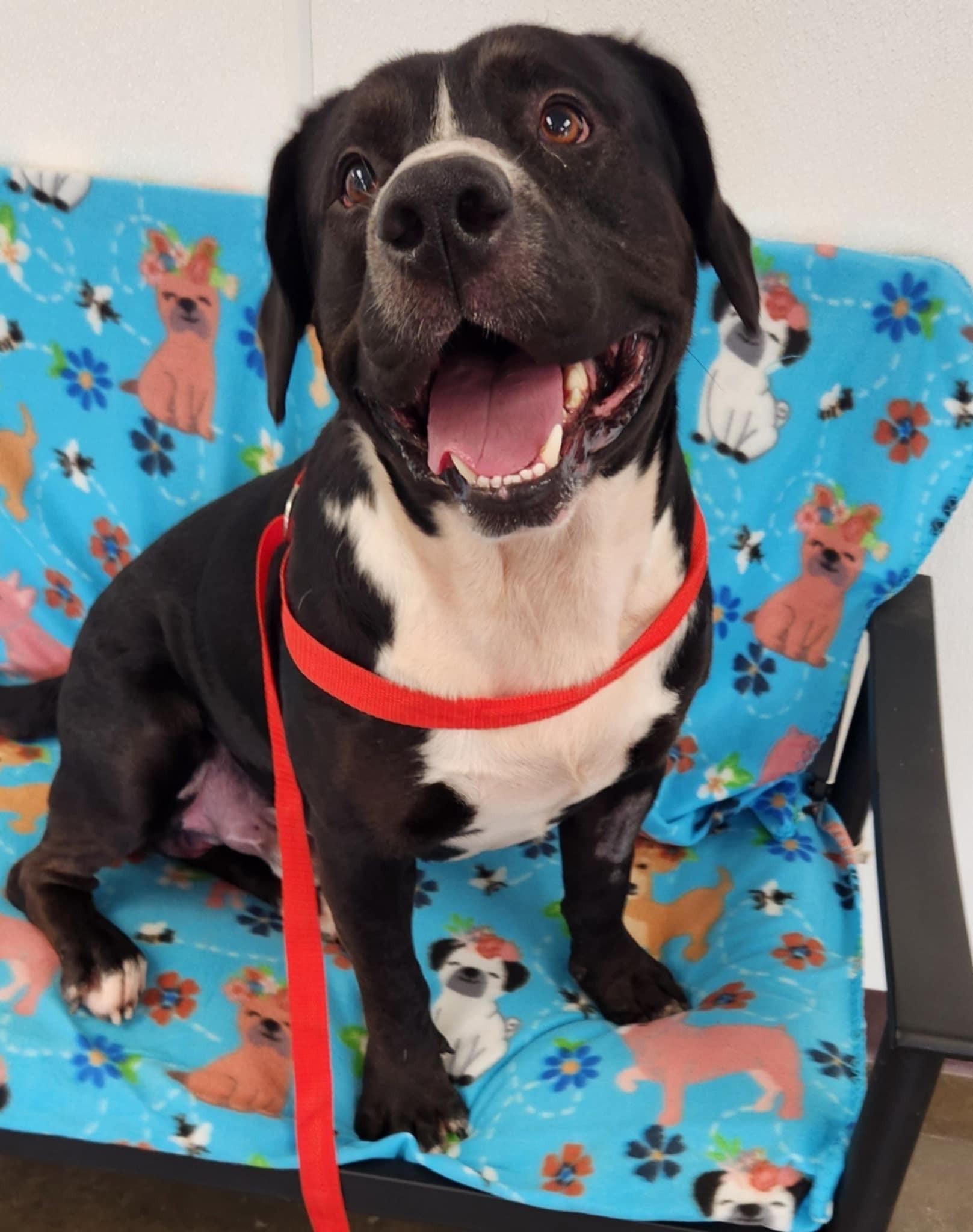 Otis, a Adoptable mixed breed in Port Lavaca, TX image 1/6