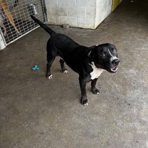 Otis, a Adoptable mixed breed in Port Lavaca, TX image 3/6