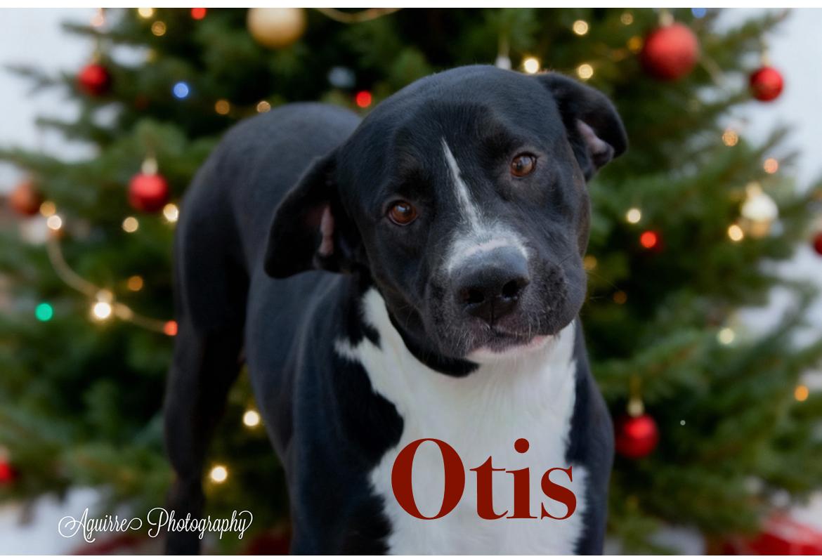 Otis, Adoptable, Adult Male Pit Bull Terrier & Black Labrador Retriever.