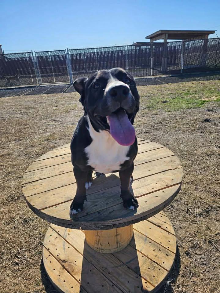 Otis, Adoptable, Adult Male Pit Bull Terrier & Black Labrador Retriever.
