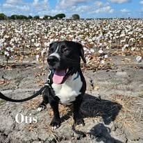 Otis
