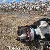 Otis, a Adoptable mixed breed in Port Lavaca, TX image 5/6