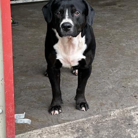 Otis, a Adoptable mixed breed in Port Lavaca, TX image 2/6