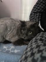 Snickers, Adoptable, Senior Male Domestic Long Hair.