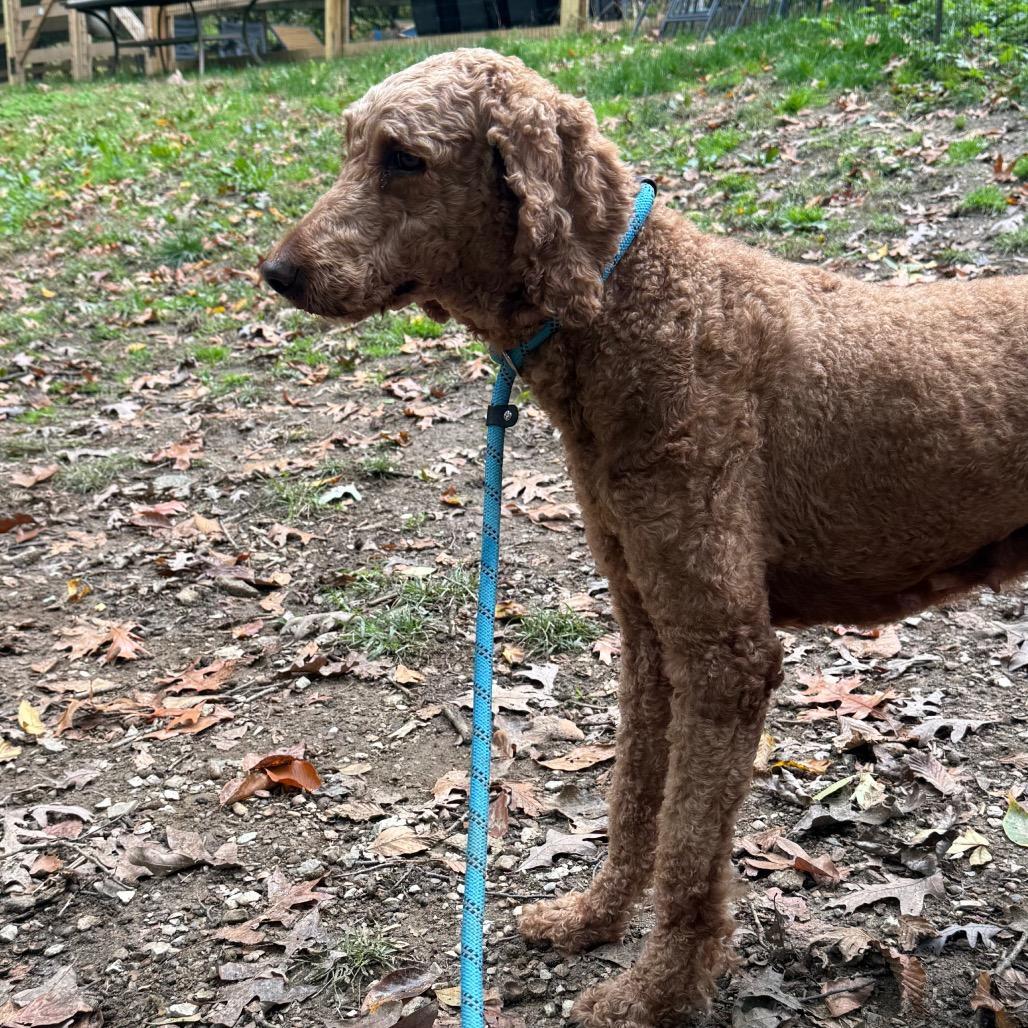 Marge, Adoptable, Adult Female Standard Poodle.