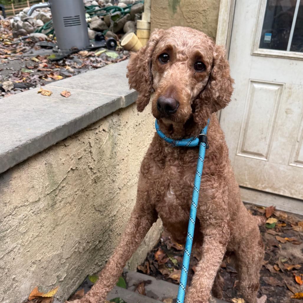 Enlarge Marge, a Adoptable Standard Poodle in West Chester, PA image 2/2