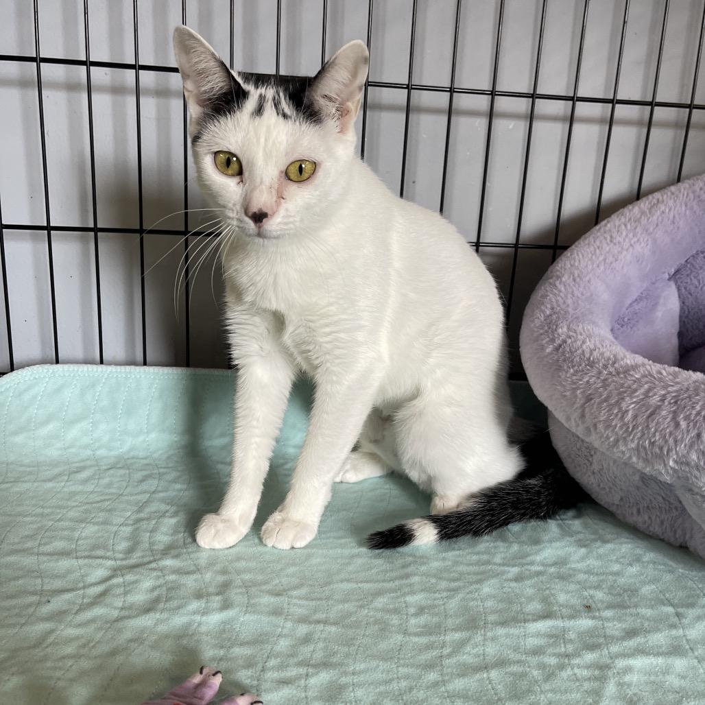 Luna, Adoptable, Adult Female Domestic Short Hair.