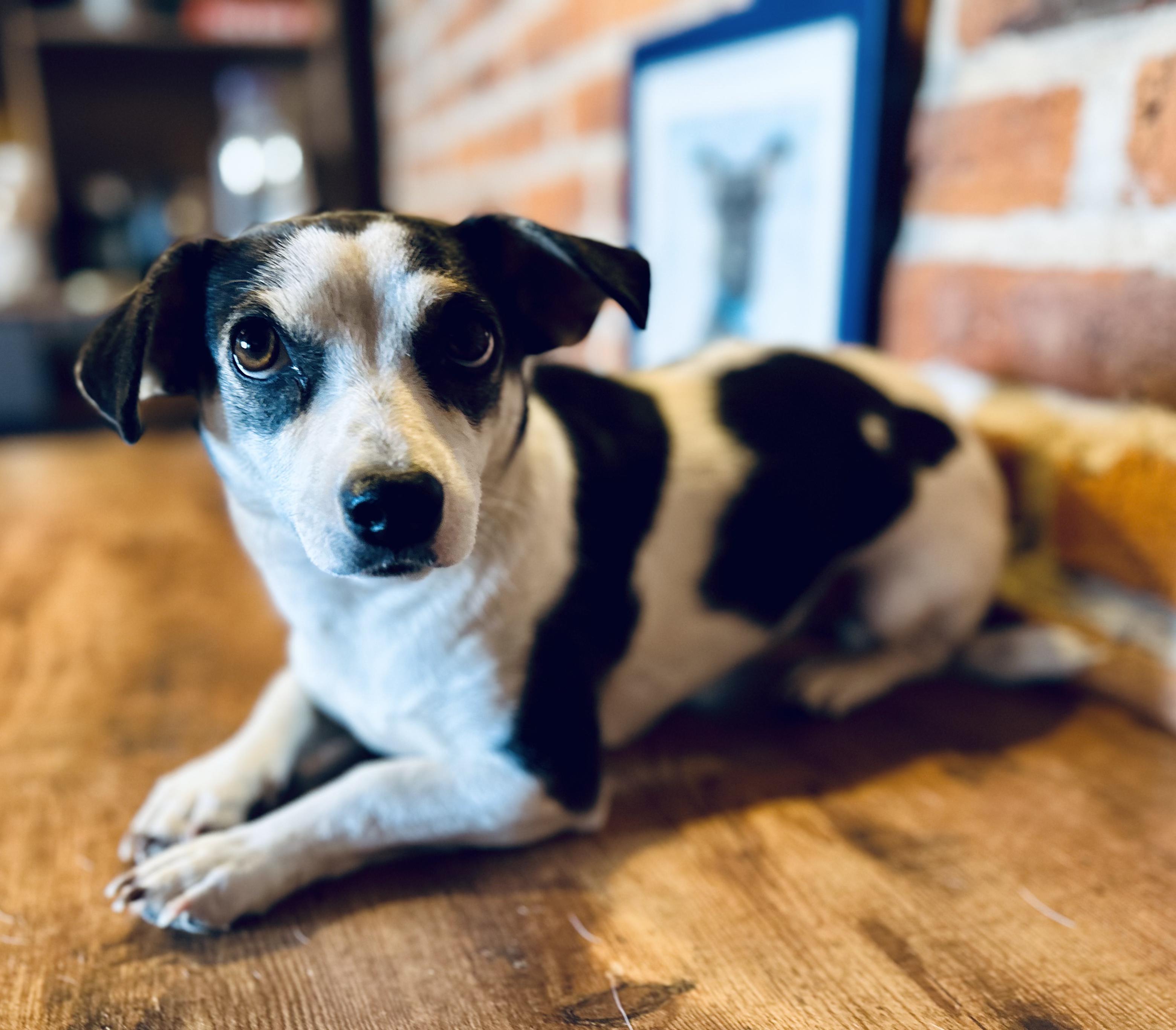 Maddie, a Adoptable mixed breed in Encino, CA image 2/6