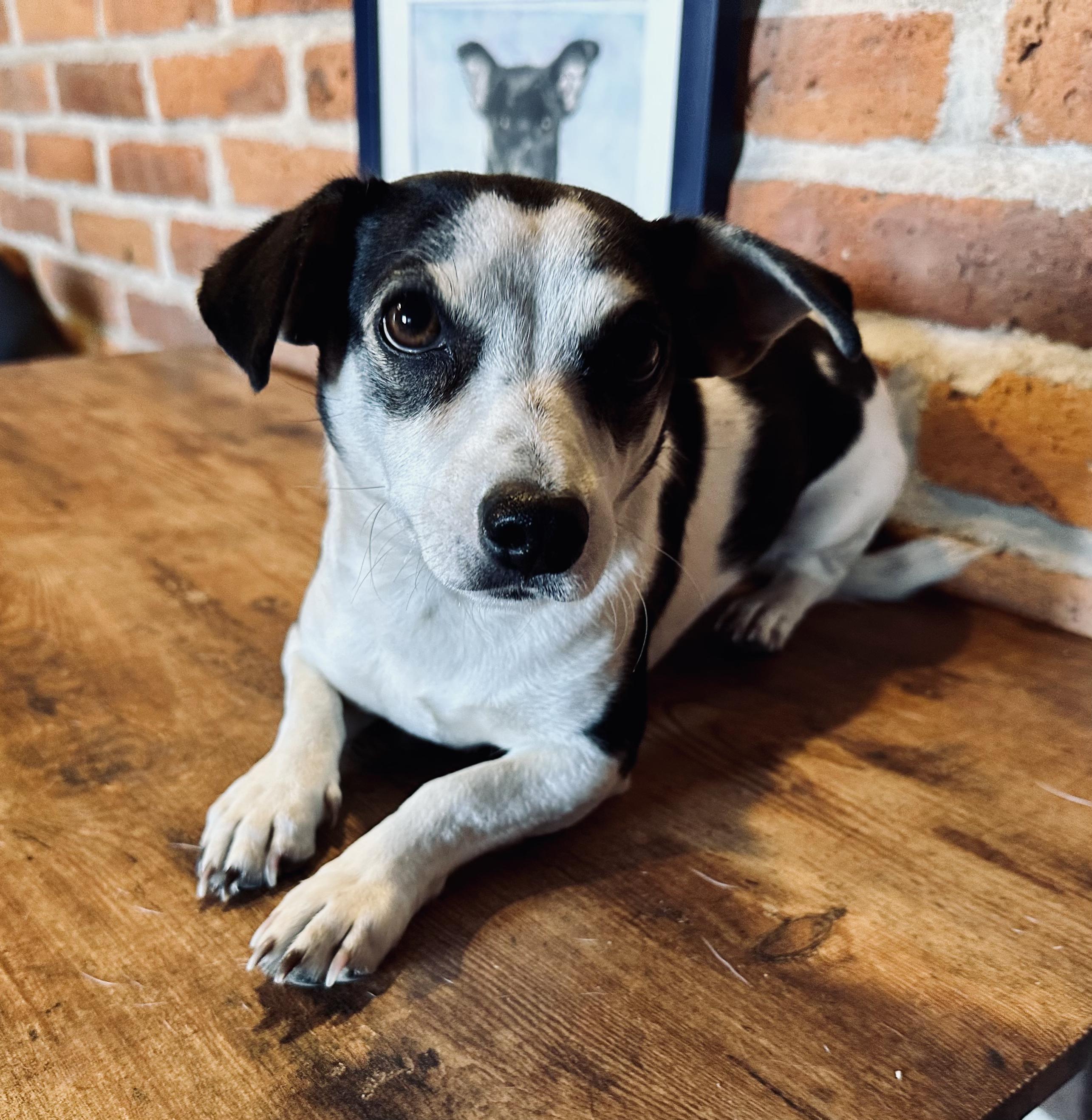 Maddie, a Adoptable mixed breed in Encino, CA image 5/6