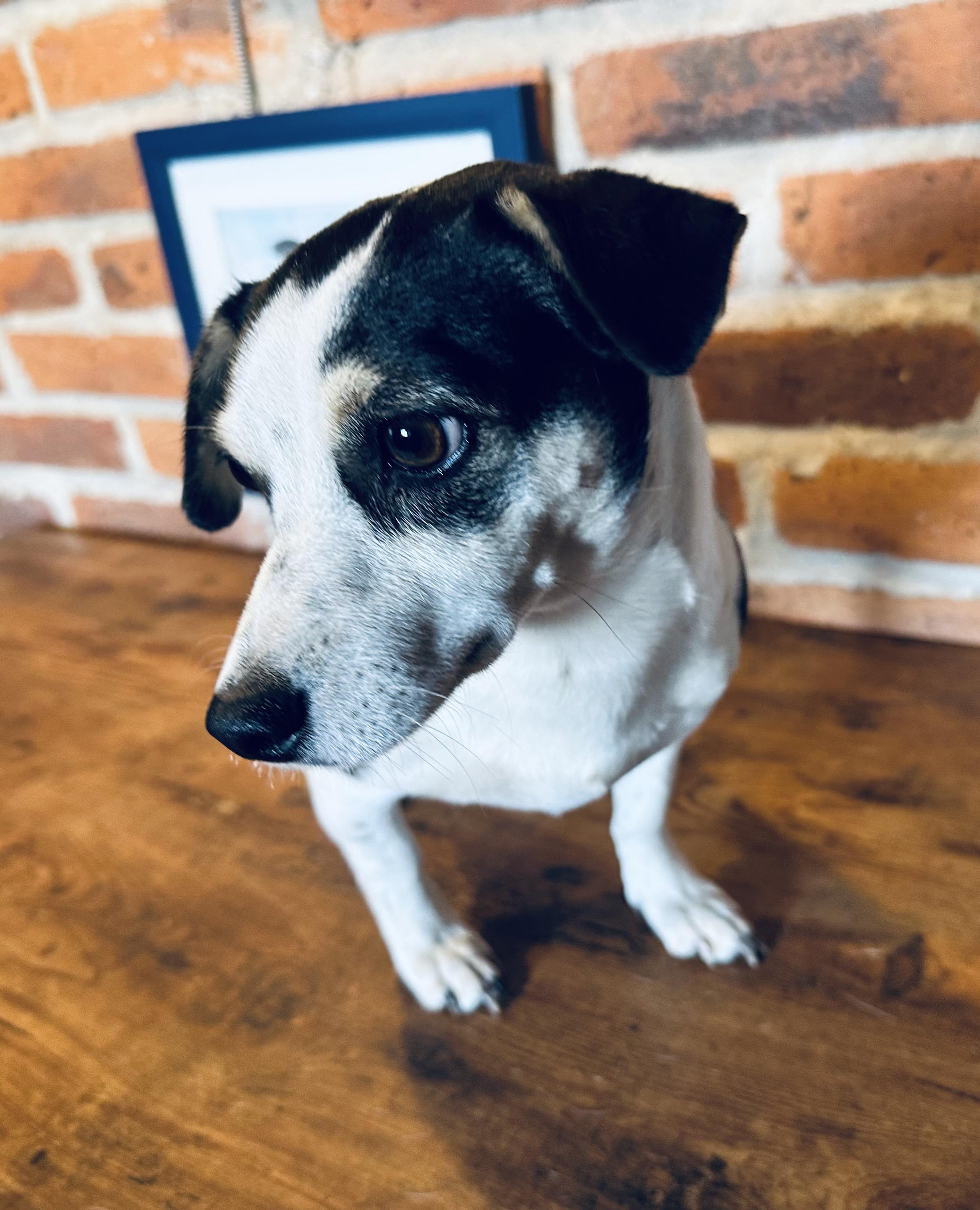 Maddie, a Adoptable mixed breed in Encino, CA image 4/6