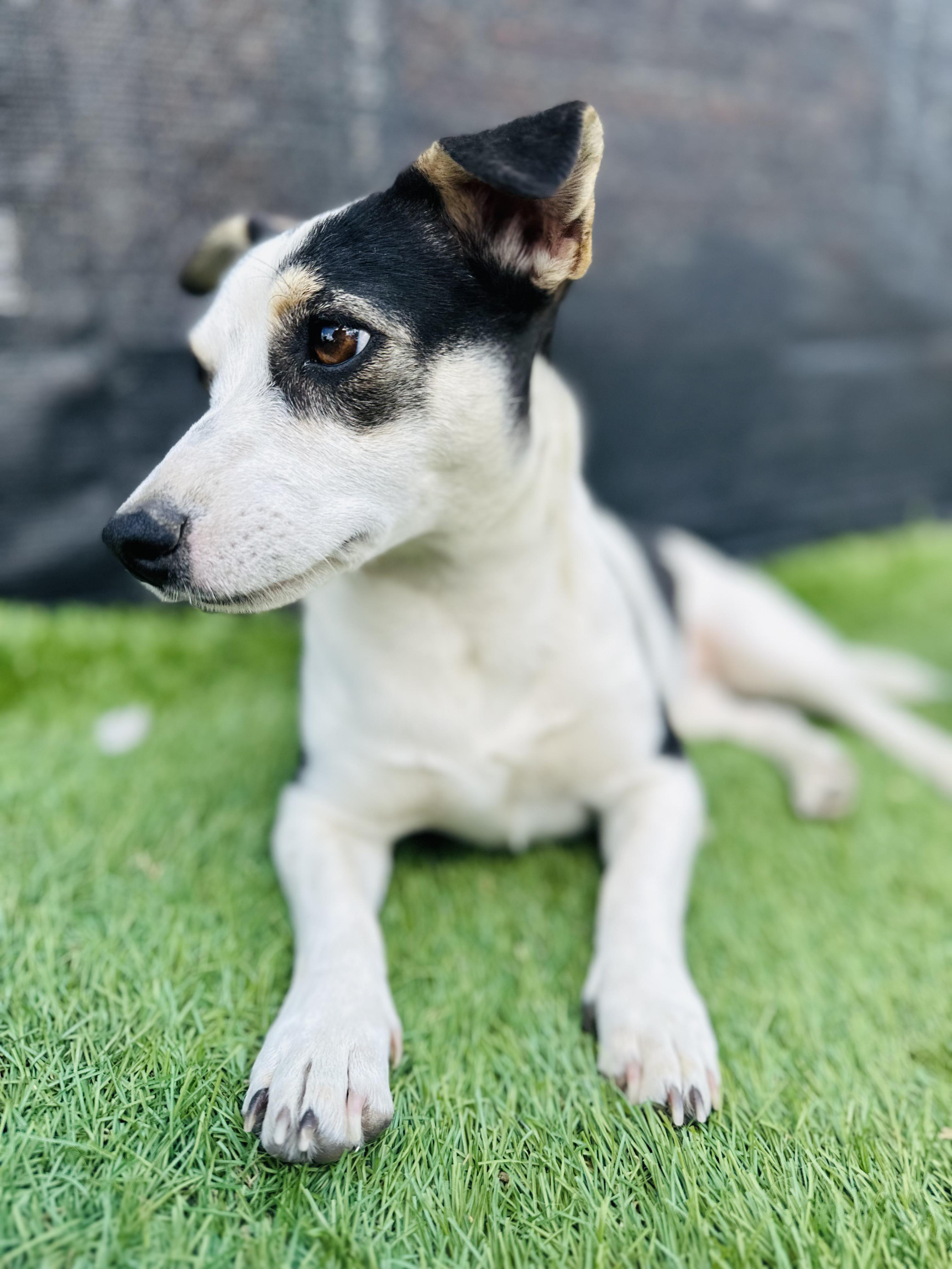 Maddie, a Adoptable mixed breed in Encino, CA image 3/6
