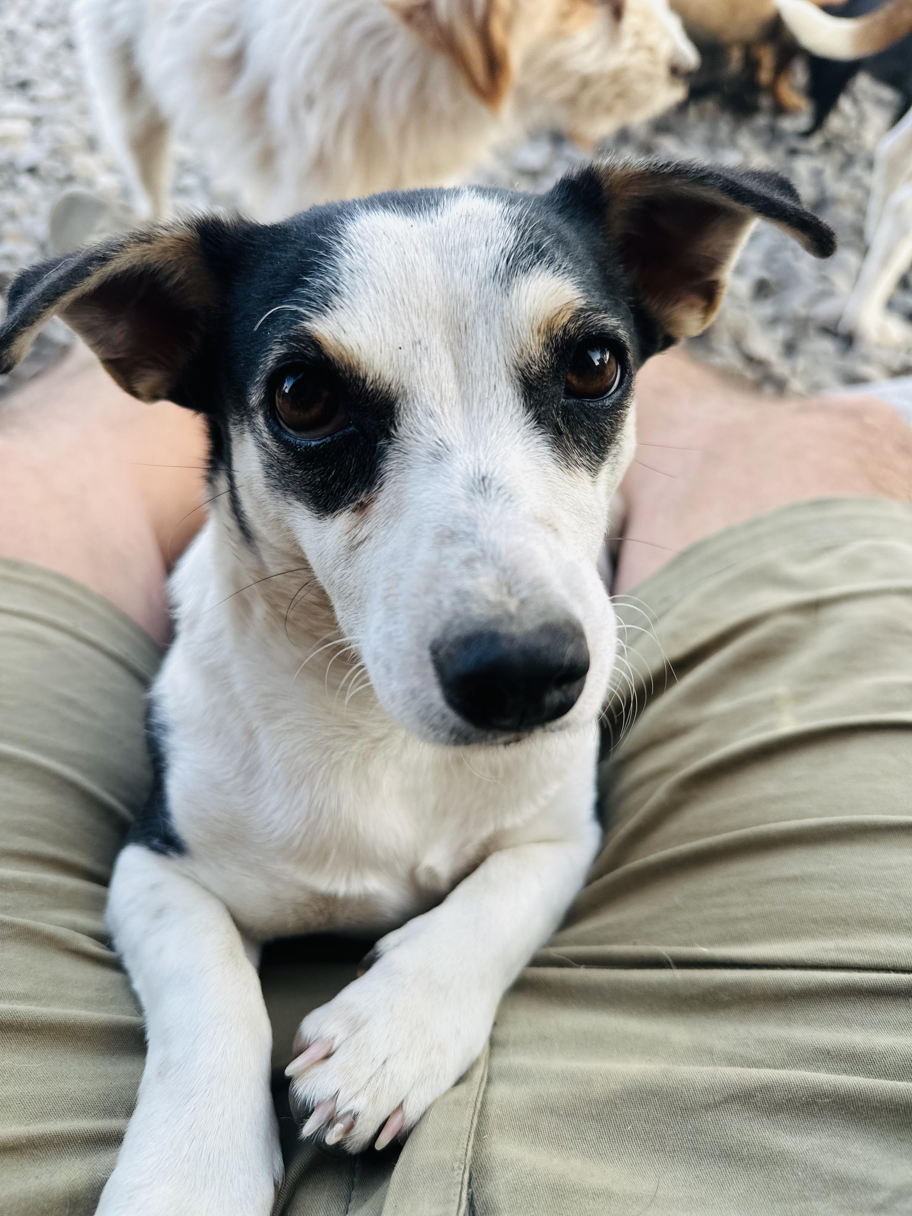 Maddie, Adoptable, Adult Female Jack Russell Terrier.