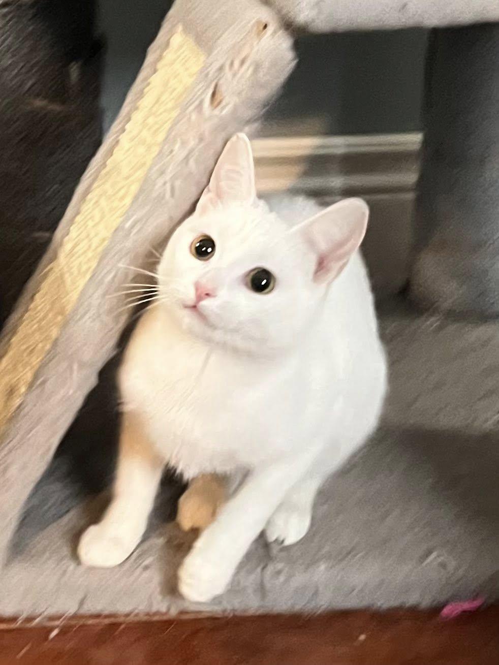 Enlarge Tofu, an adopted Domestic Short Hair in Spencerville, ON image 3/6