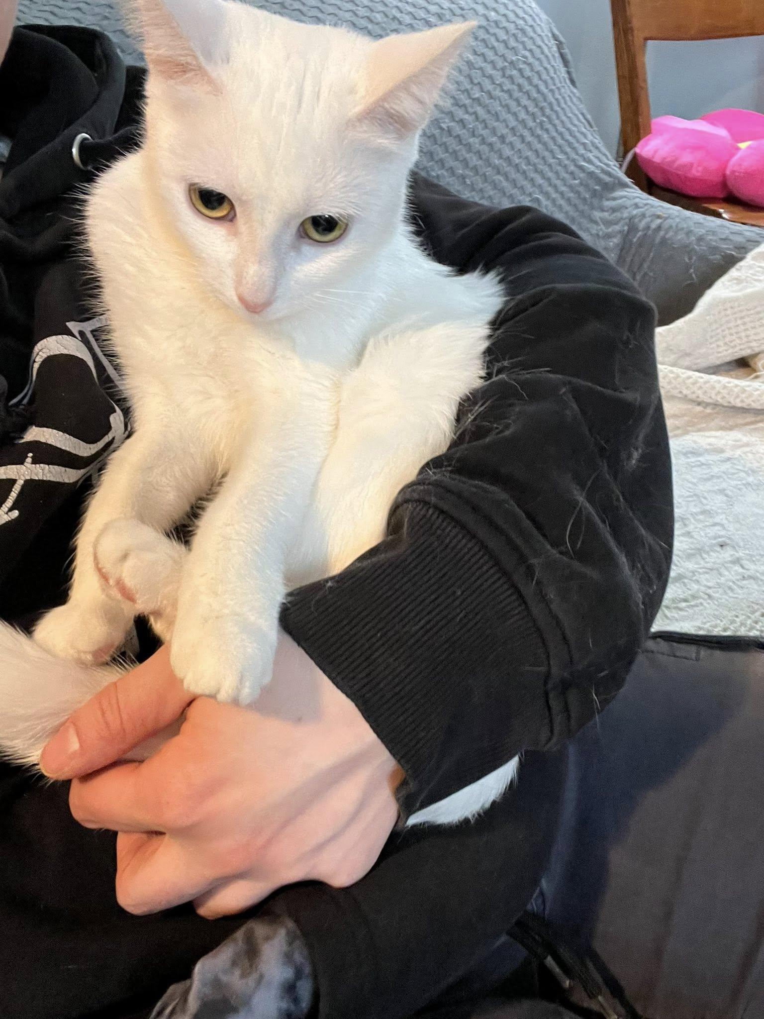 Enlarge Tofu, an adopted Domestic Short Hair in Spencerville, ON image 4/6