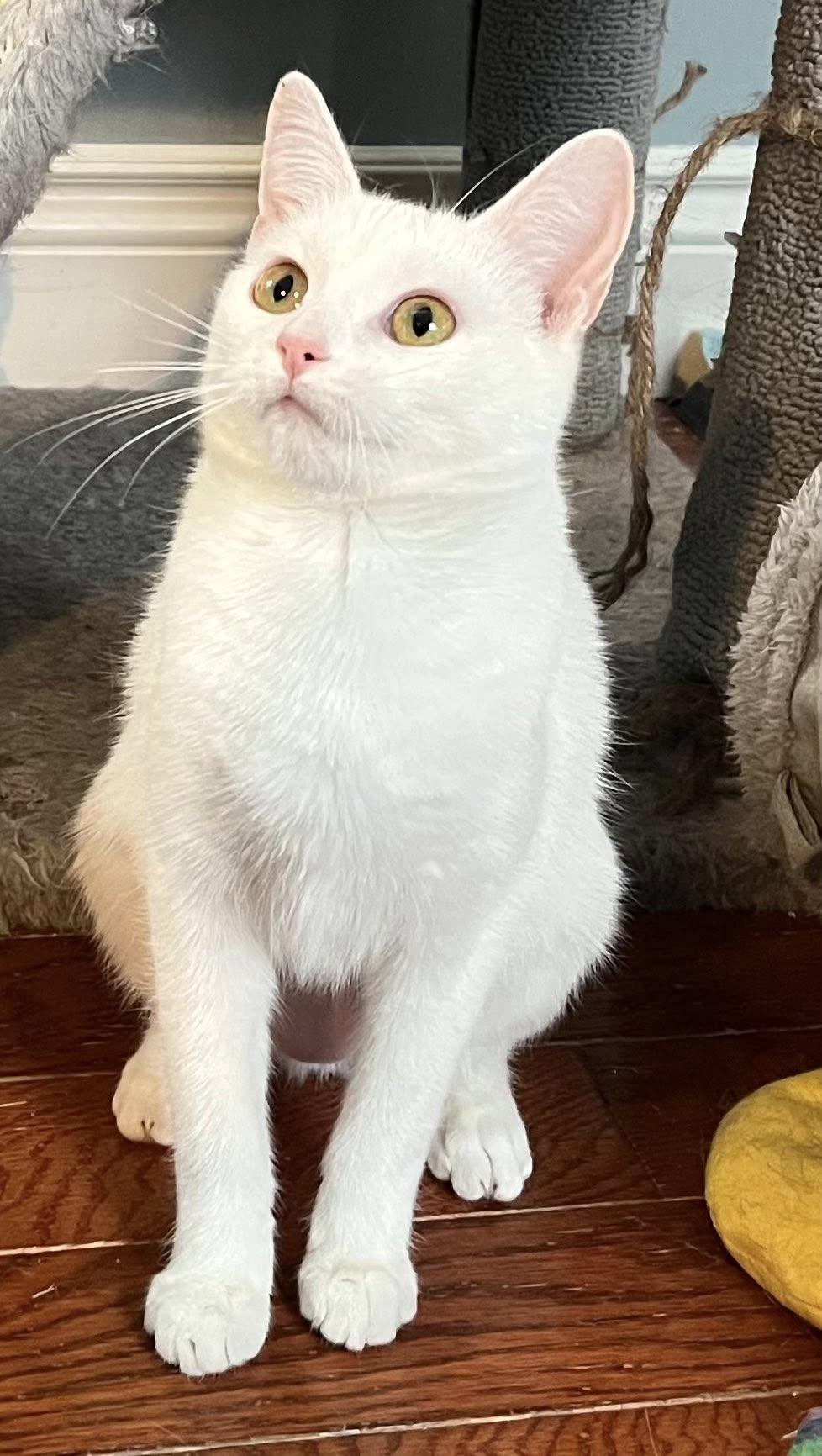 Enlarge Tofu, an adopted Domestic Short Hair in Spencerville, ON image 6/6