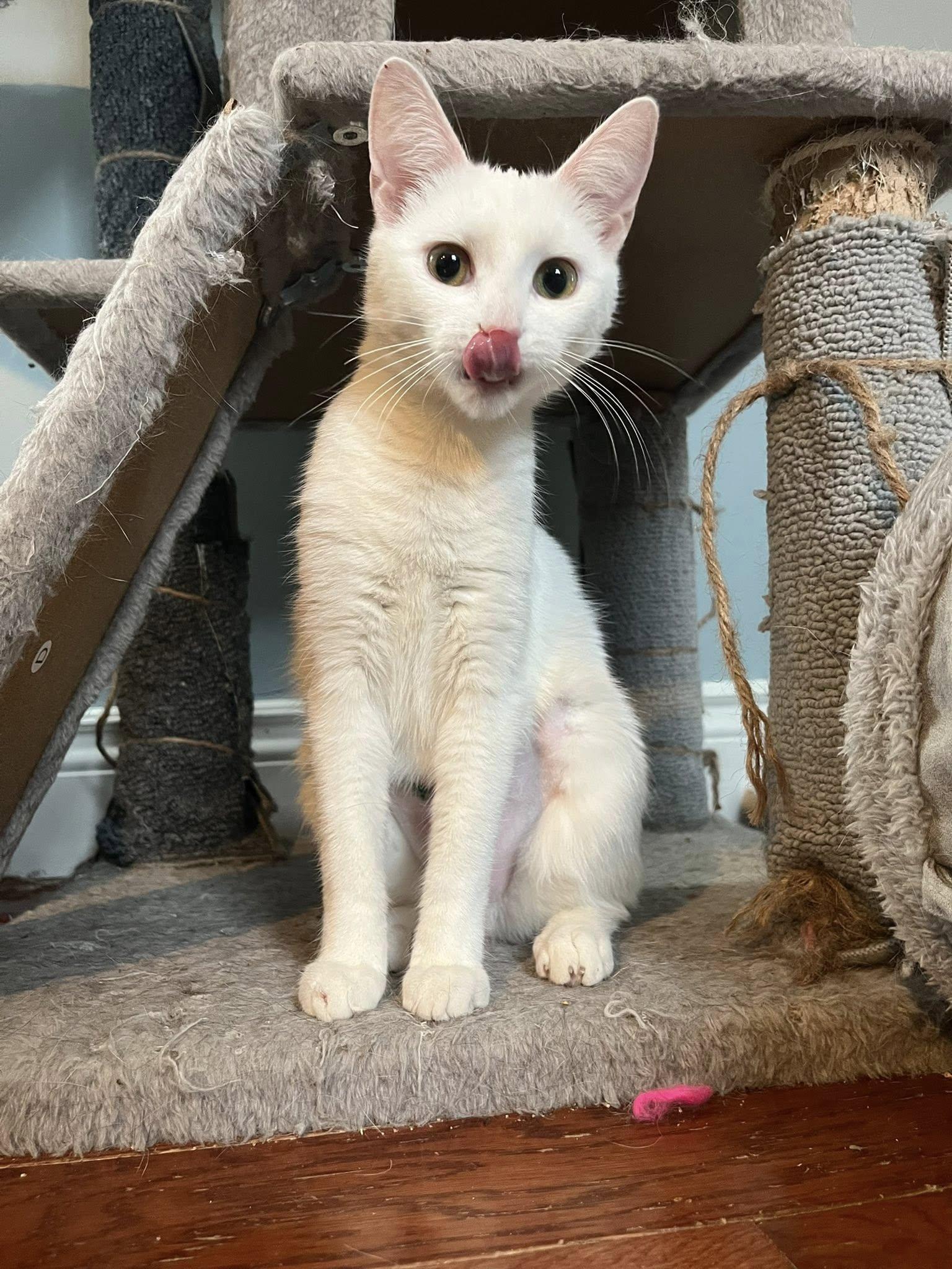 Tofu, adopted, Young Female Domestic Short Hair.