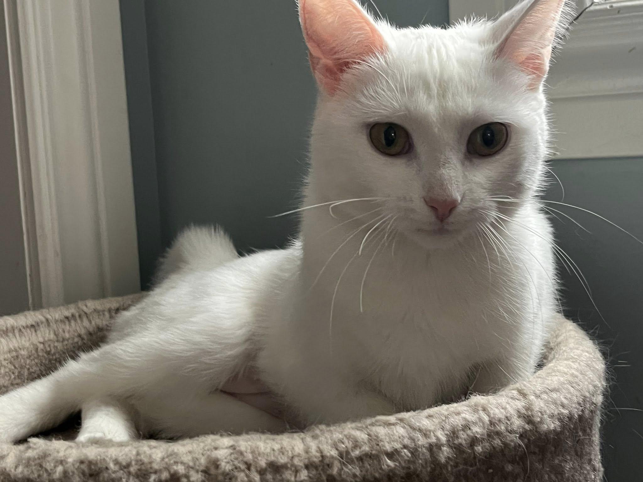 Enlarge Tofu, an adopted Domestic Short Hair in Spencerville, ON image 2/6