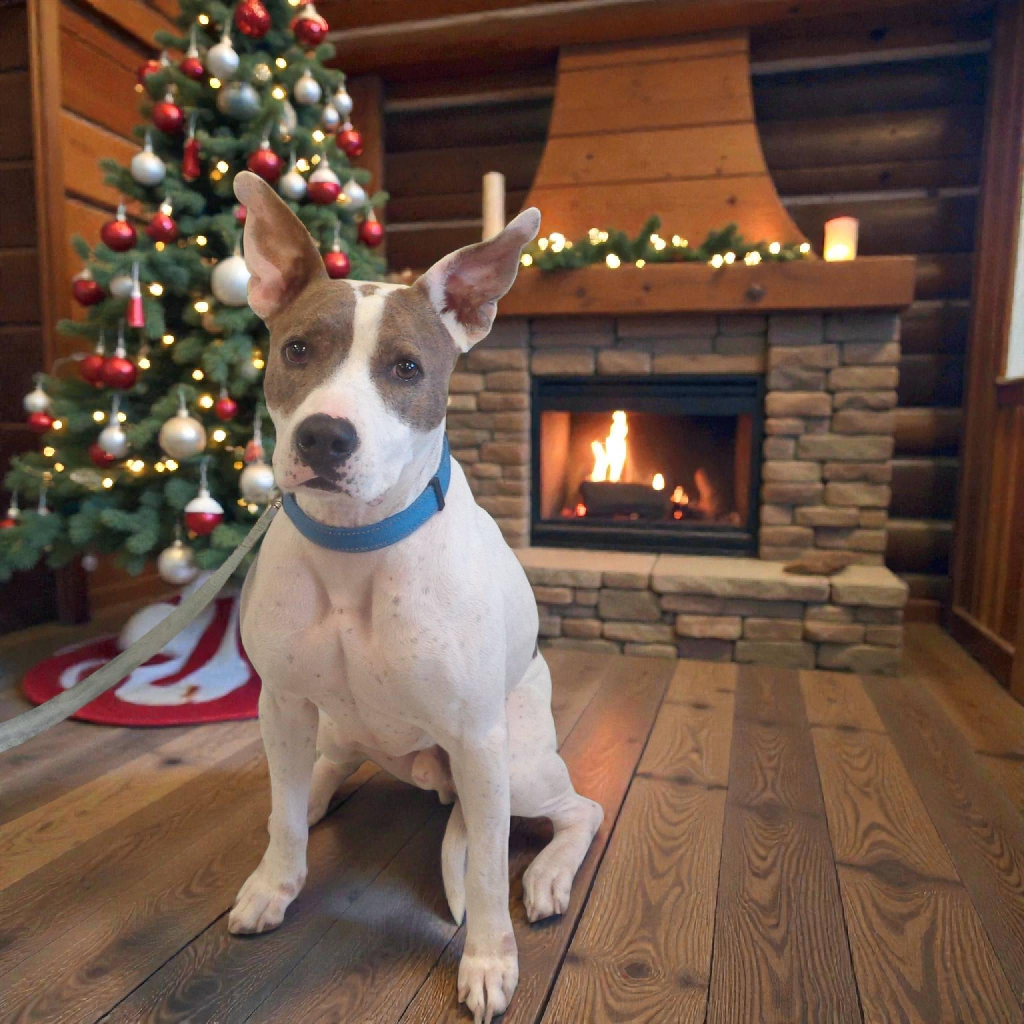 Cody Johnson, ADOPTABLE, Adult Male Mixed Breed.