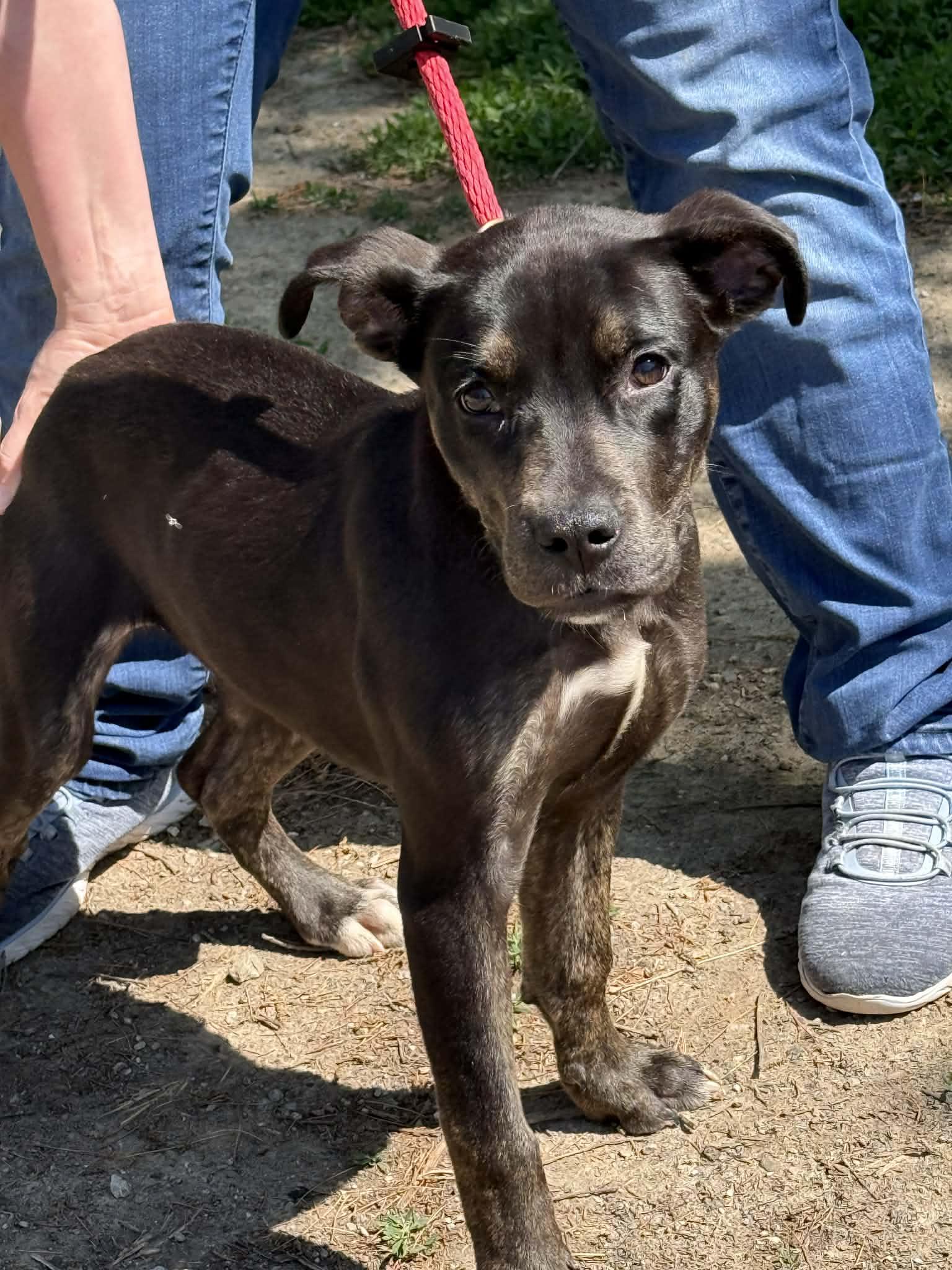 Cleo, adopted, Puppy Female Pit Bull Terrier.