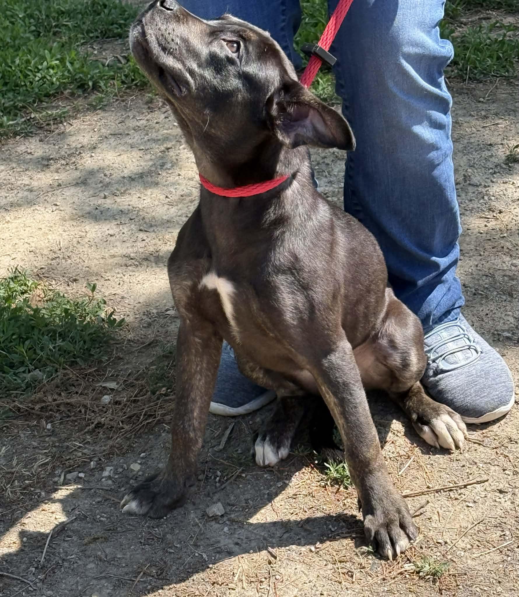 Enlarge Cleo, an adopted mixed breed in Springfield, IL image 2/2