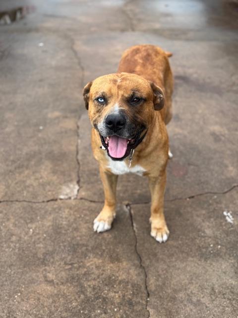 Enlarge George - (MA), an adopted mixed breed in Boston, MA image 6/6