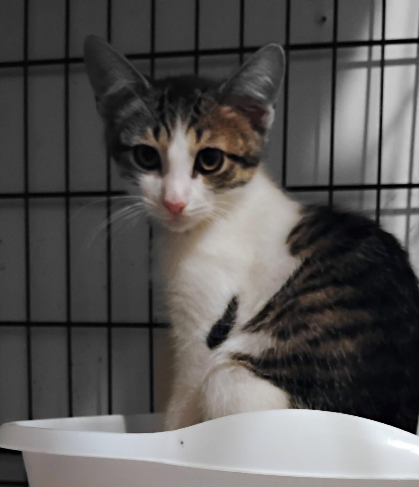 Enlarge Pancake, a Adoptable mixed breed in New York, NY image 6/6