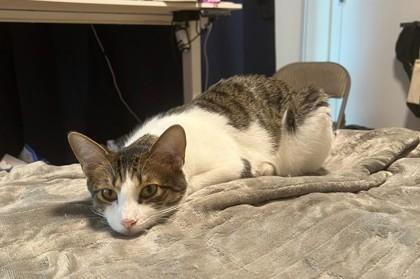 Enlarge Pancake, a Adoptable mixed breed in New York, NY image 5/6