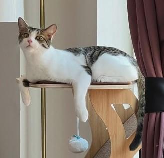 Enlarge Pancake, a Adoptable mixed breed in New York, NY image 2/5