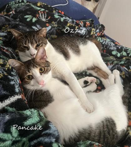 Enlarge Pancake, a Adoptable mixed breed in New York, NY image 4/6