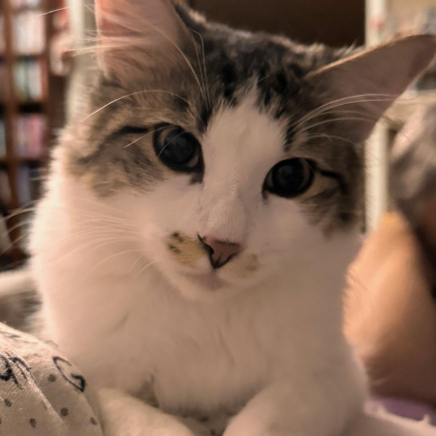 Versace, Adoptable, Young Male American Shorthair.