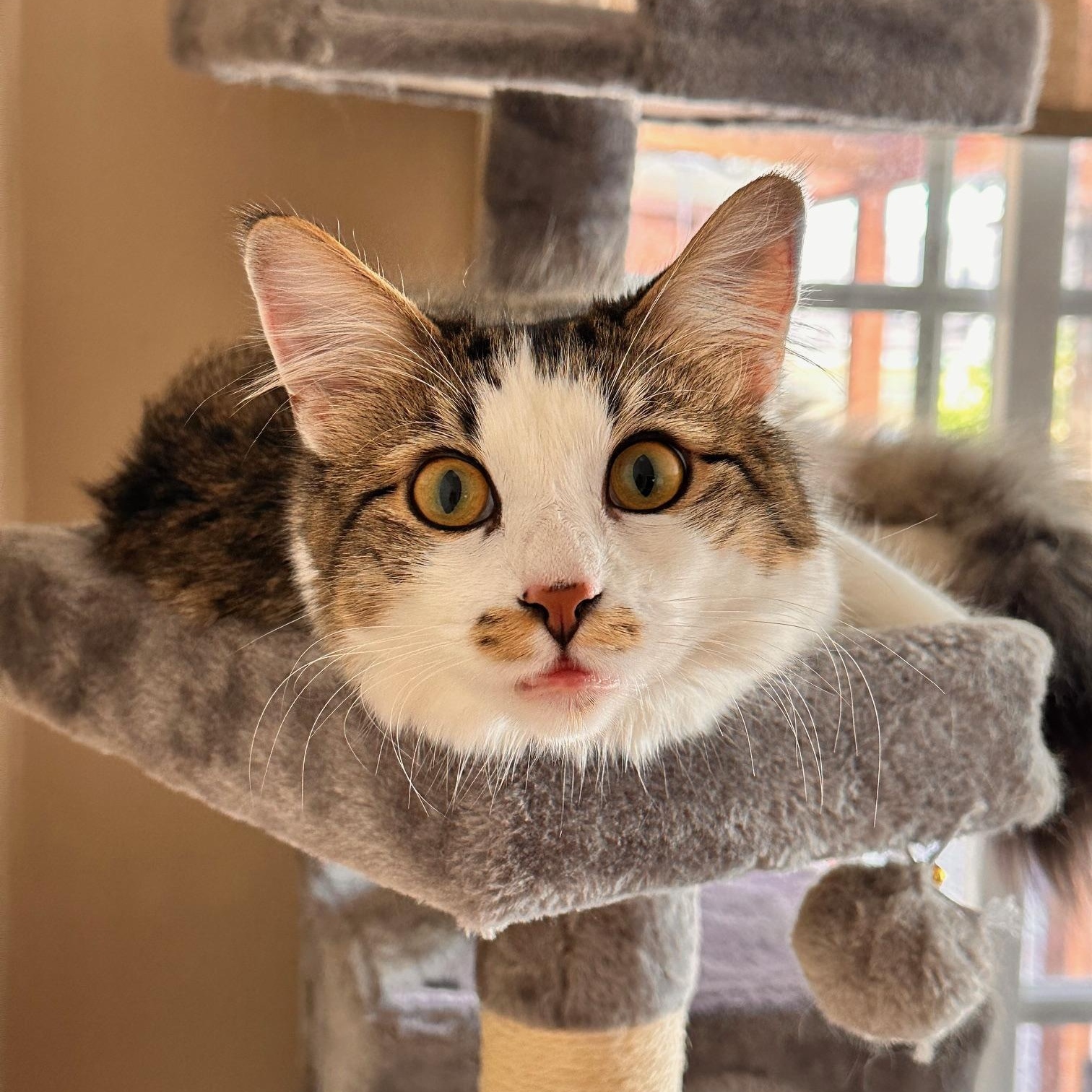 Versace, a Adoptable American Shorthair in North Hollywood, CA image 3/6