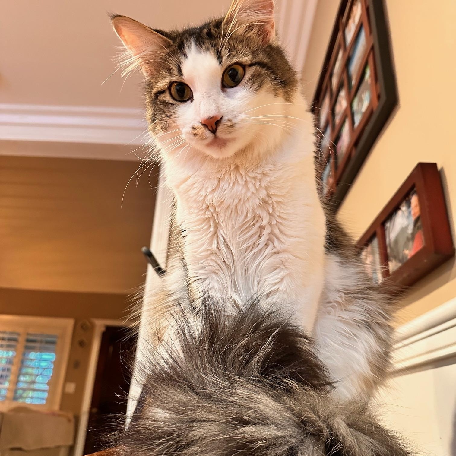 Versace, a Adoptable American Shorthair in North Hollywood, CA image 5/6