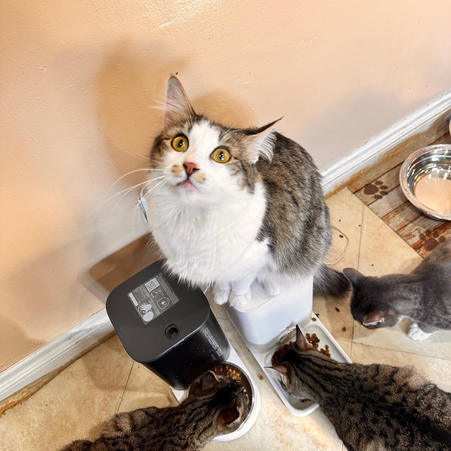 Versace, a Adoptable American Shorthair in North Hollywood, CA image 6/6