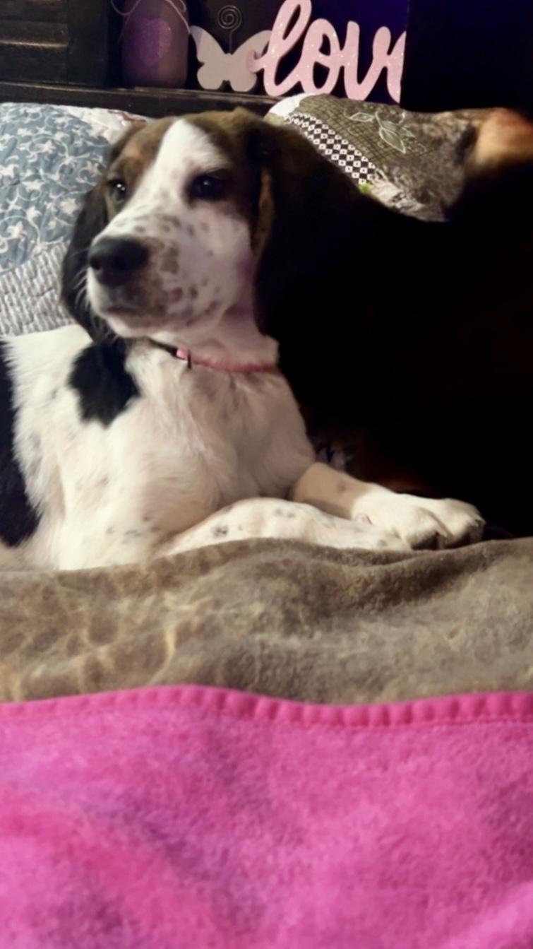 Cooler, an adopted mixed breed in Sag Harbor, NY image 4/4